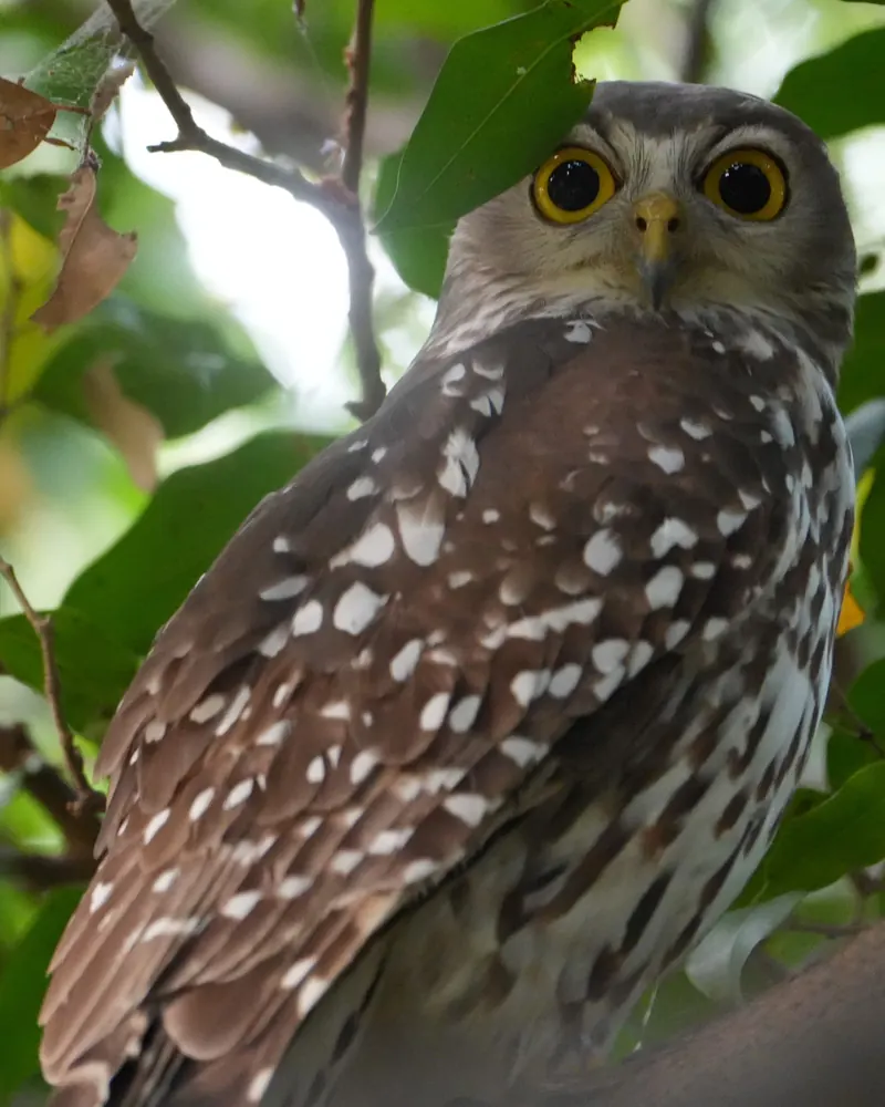 A Barking Owl with large yellow eyes and white-spotted brown wings, looking back over its shoulder from a leafy tree