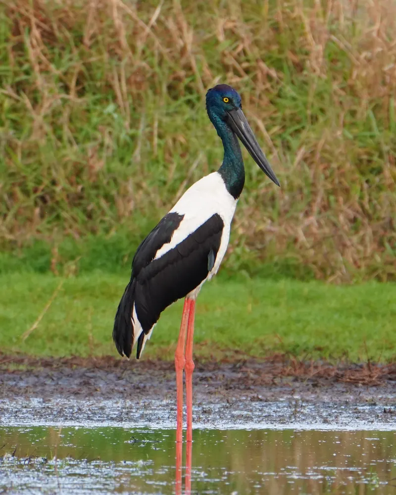 A Black-necked Stork with glossy green-black neck and long red legs, standing in shallow water at the edge of a grassy wetland