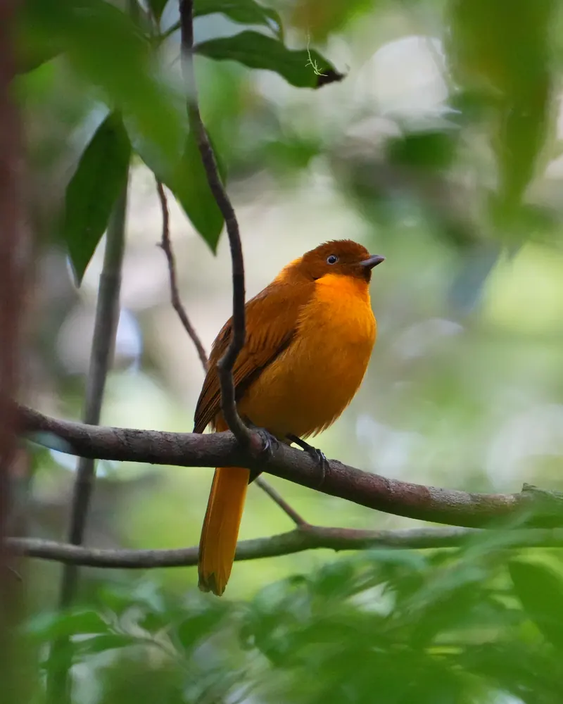 A male Golden Bowerbird, bright golden-orange, perched on a thin branch in the rainforest