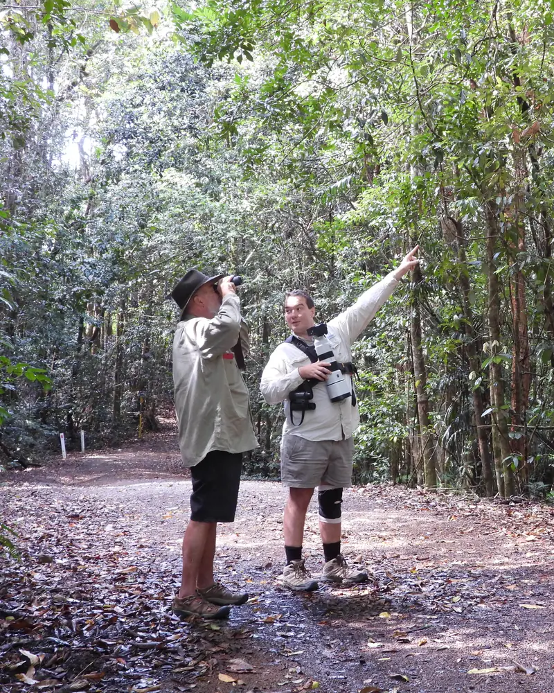 Your guide pointing up into the canopy to show a guest a bird, on a rainforest track
