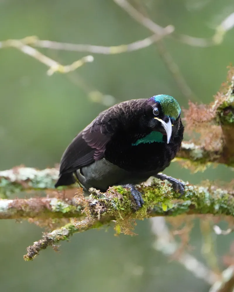 A male Victoria's Riflebird, velvet black with an iridescent blue-green crown and throat, on a mossy branch